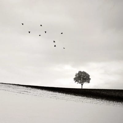 Lonesome by Lena Weisbek framed canvas print