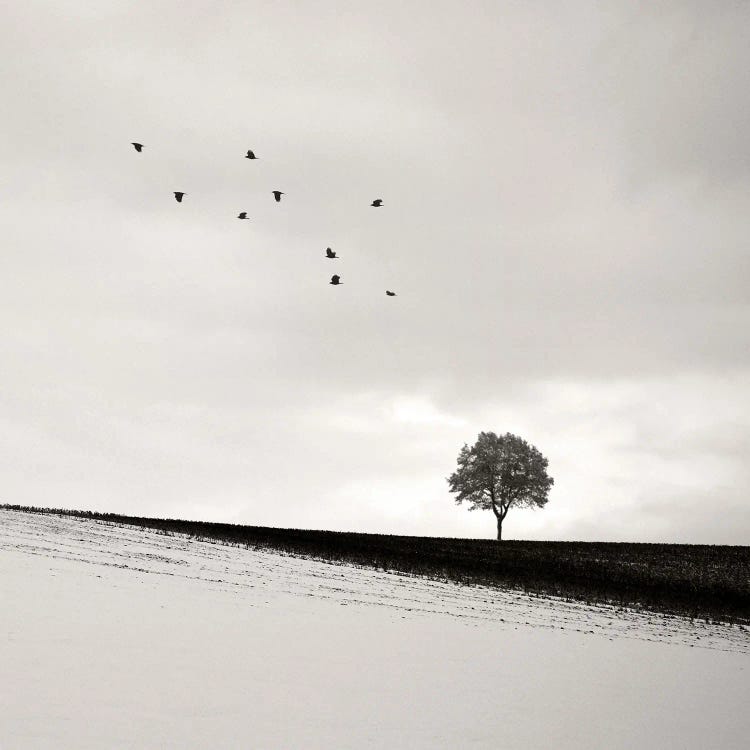 Lonesome by Lena Weisbek wall art