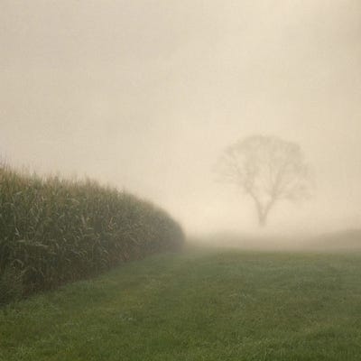 Cornfield In Autumn by Lena Weisbek framed canvas print
