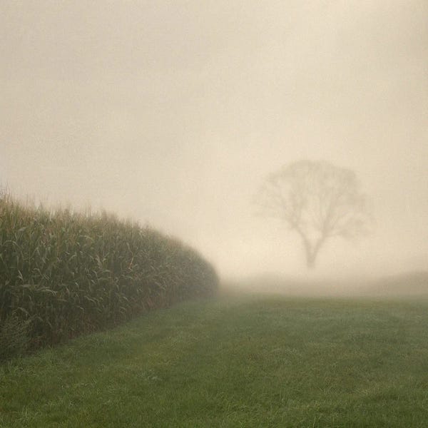 Lena Weisbek: Cornfield In Autumn by Lena Weisbek