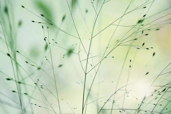 Lena Weisbek: Meadow by Lena Weisbek
