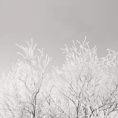 Painted Winter by Lena Weisbek framed canvas print