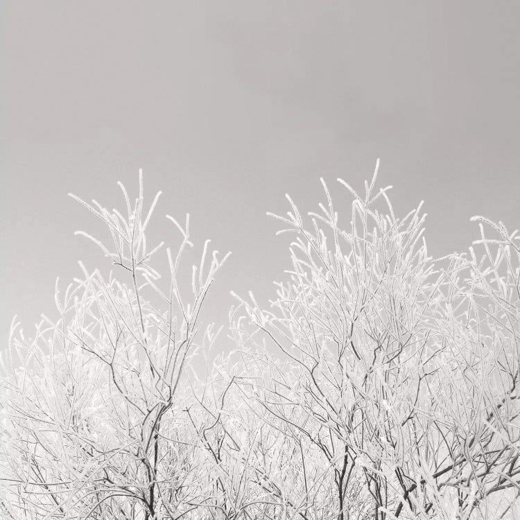 Painted Winter by Lena Weisbek wall art