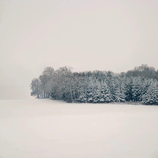 Evergreen Trees: Silence by Lena Weisbek