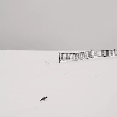 The Bird by Lena Weisbek framed canvas print