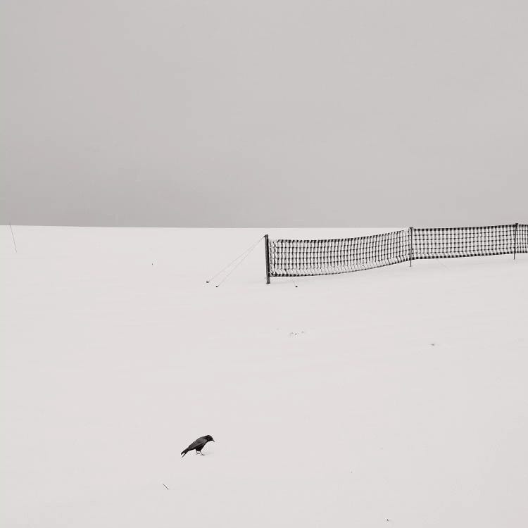 The Bird