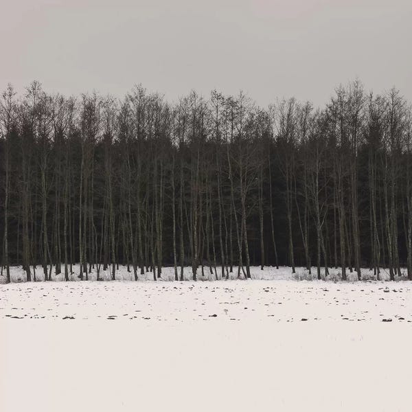 Lena Weisbek: Winter Woods by Lena Weisbek