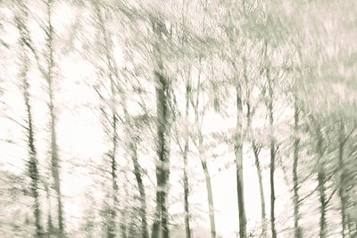 Woods by Lena Weisbek framed canvas print