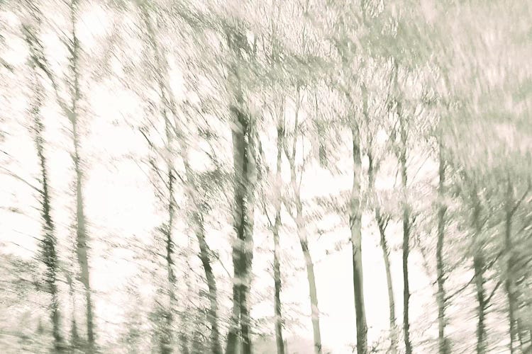Woods by Lena Weisbek wall art
