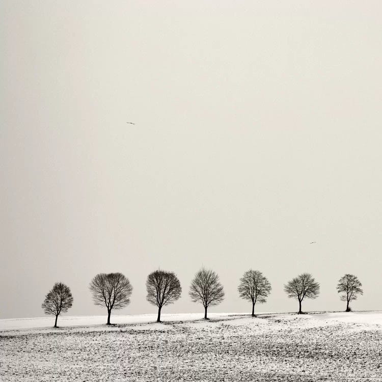 Grove by Lena Weisbek wall art