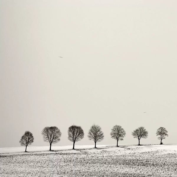 Sepia Photography: Grove by Lena Weisbek