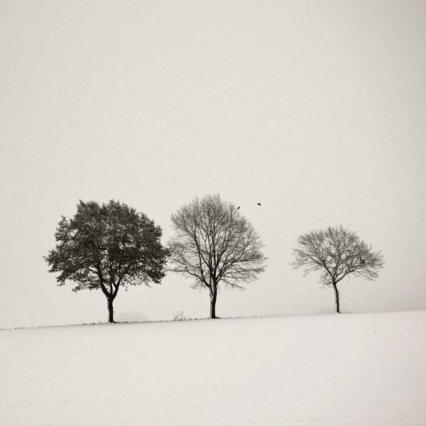 Lena Weisbek: Three Trees by Lena Weisbek