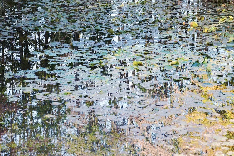 Picturesque Pond