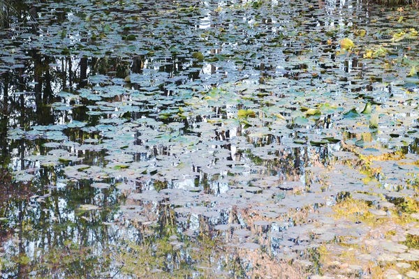 Picturesque Pond
