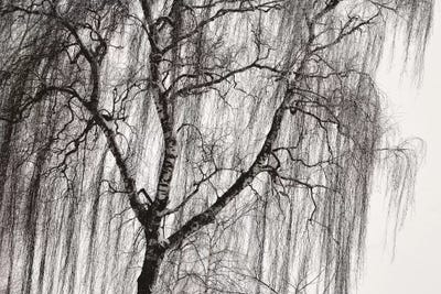 Birch by Lena Weisbek framed canvas print