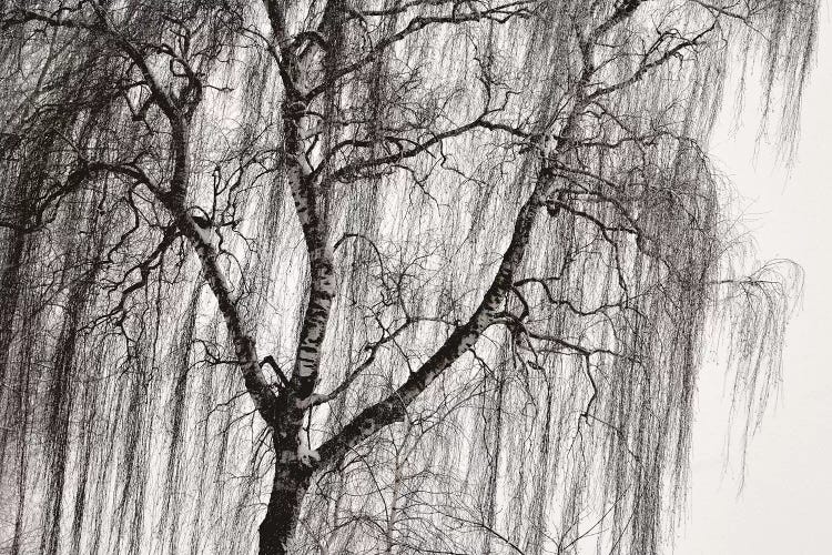 Birch by Lena Weisbek wall art