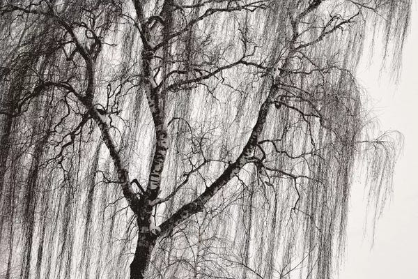 Lena Weisbek: Birch by Lena Weisbek