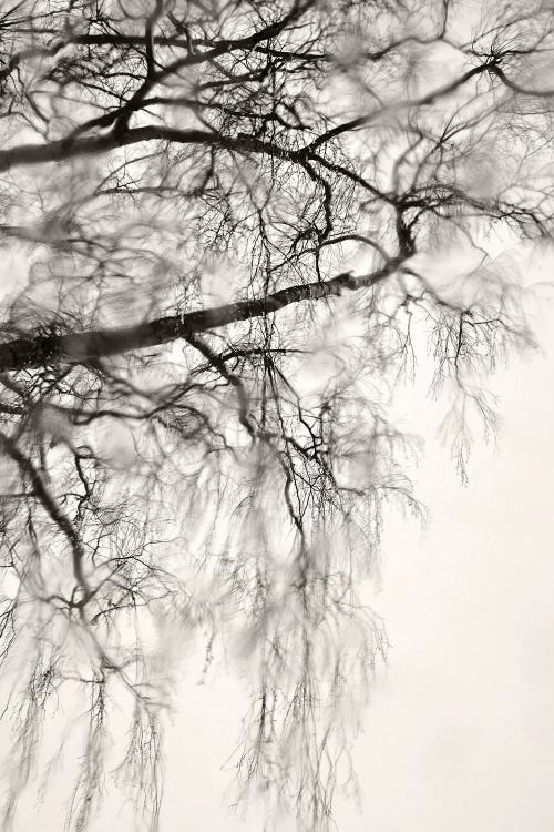 Winter Mood by Lena Weisbek wall art