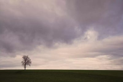 Lonely Tree by Lena Weisbek framed canvas print