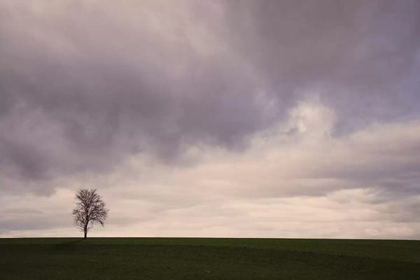 Lena Weisbek: Lonely Tree by Lena Weisbek