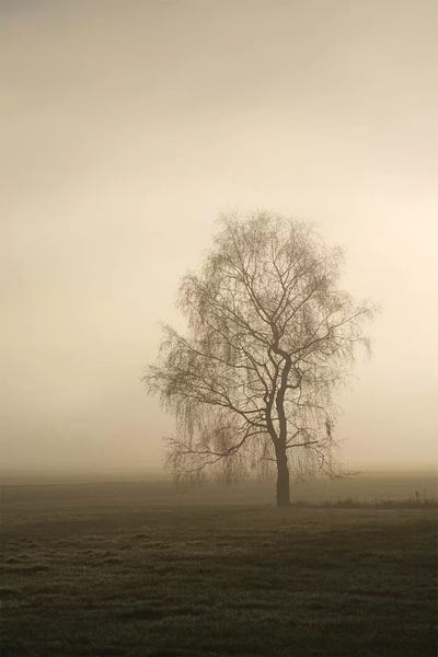 November Sun by Lena Weisbek framed canvas print