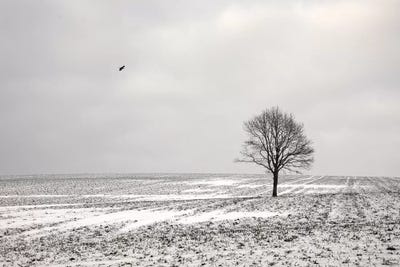 Loneliness by Lena Weisbek canvas print