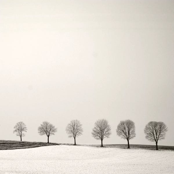 Sepia Photography: Tree Line by Lena Weisbek