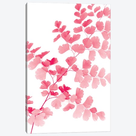 Pink Maidenhair Canvas Print #LEX10} by Lexie Greer Art Print
