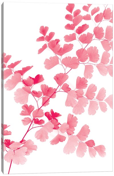Pink Maidenhair Canvas Art Print