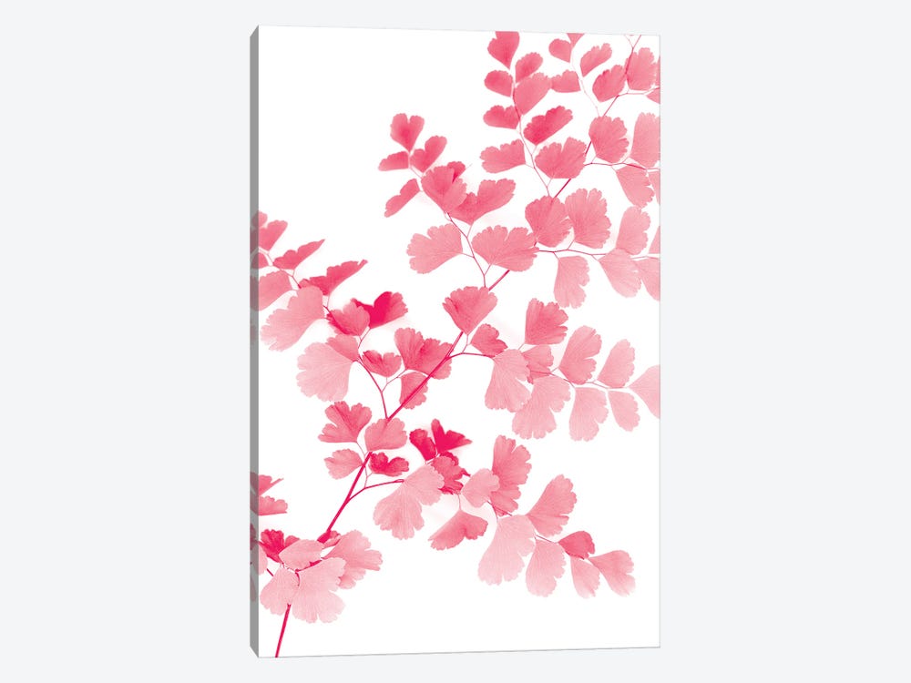 Pink Maidenhair by Lexie Greer 1-piece Art Print