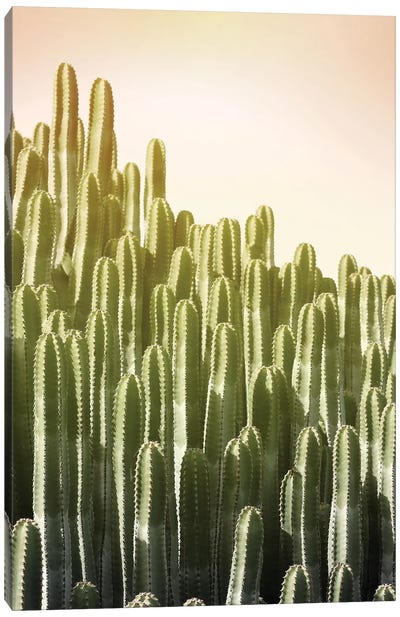 Pink Sky Cactus Canvas Art Print - Succulent Art