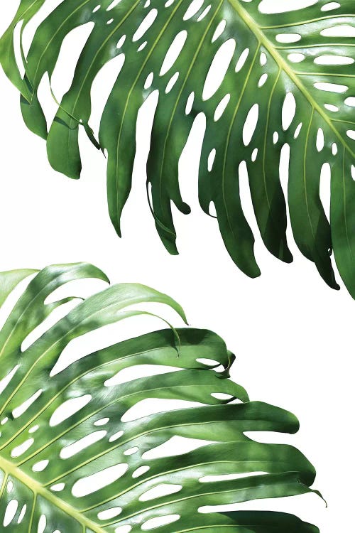 Double Philodendron
