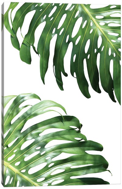 Double Philodendron Canvas Art Print - Tropical Leaf Art