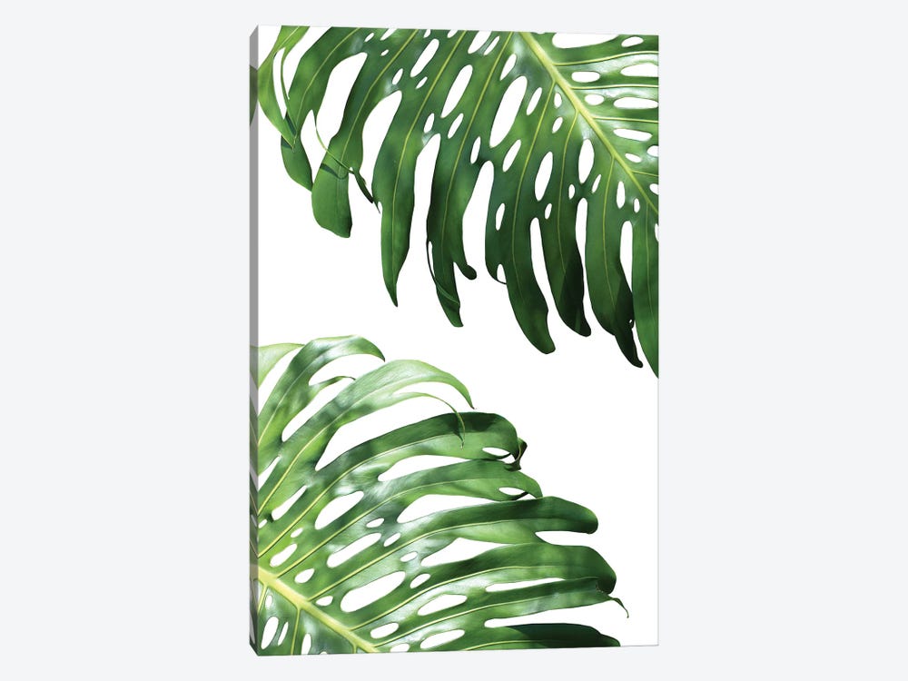 Double Philodendron by Lexie Greer 1-piece Canvas Artwork