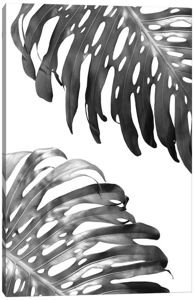 Double Philodendron In B&W Canvas Art Print - Gray Art