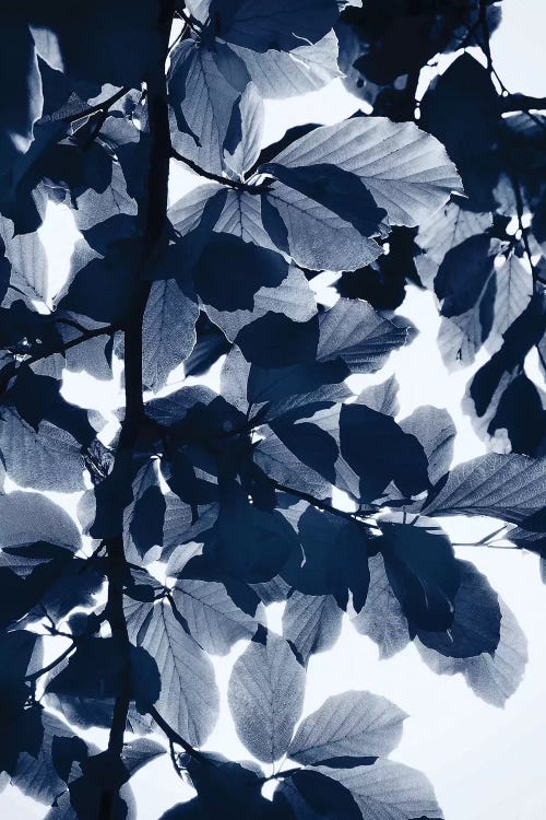 Indigo Leaves