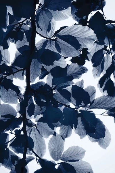 Indigo Leaves