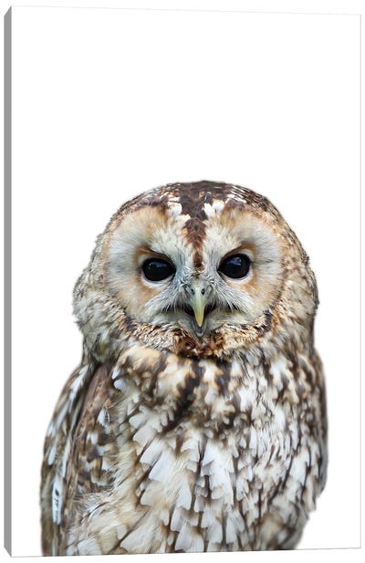 Owl Canvas Art Print