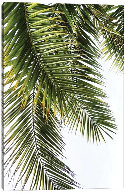 Palm Leaves Canvas Art Print - Earthen Greenery