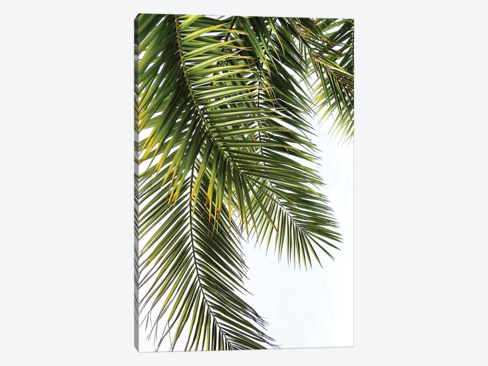 Palm Leaves by Lexie Greer 1-piece Canvas Art Print