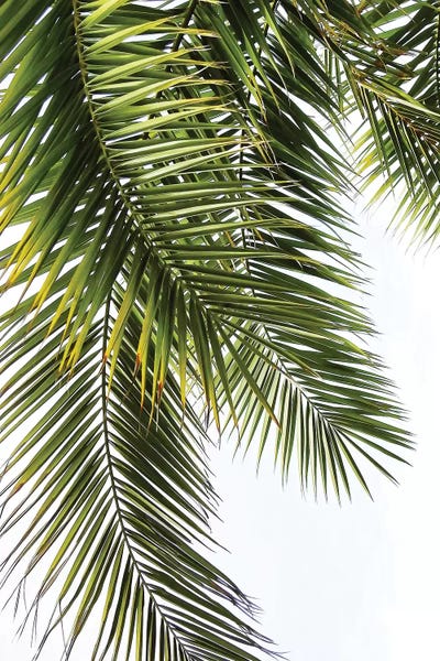 Palm Leaves