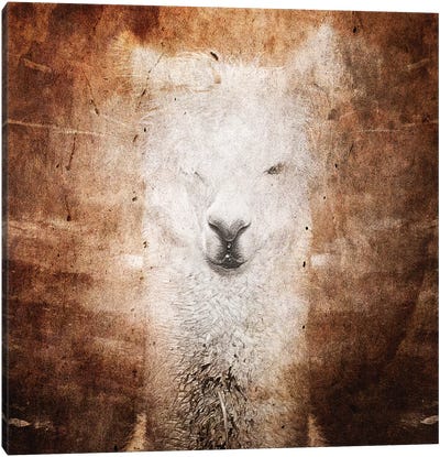 Llama Canvas Art Print - Sepia Photography