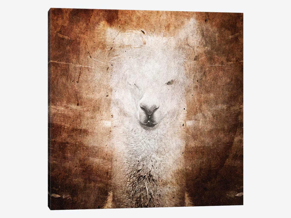 Llama by Linnea Frank 1-piece Canvas Artwork