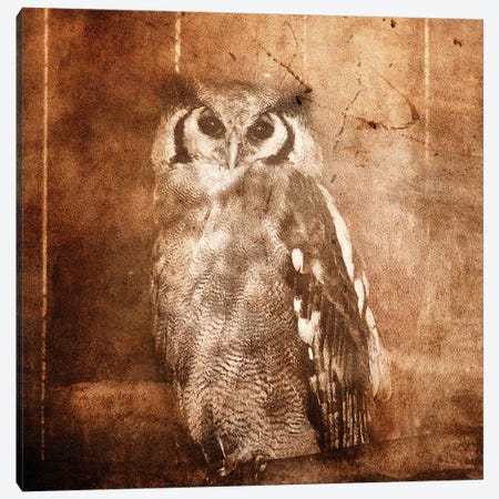 Owl Canvas Print #LFR64} by Linnea Frank Art Print