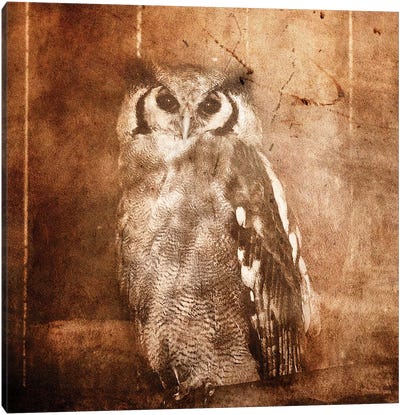 Owl Canvas Art Print - Sepia Photography