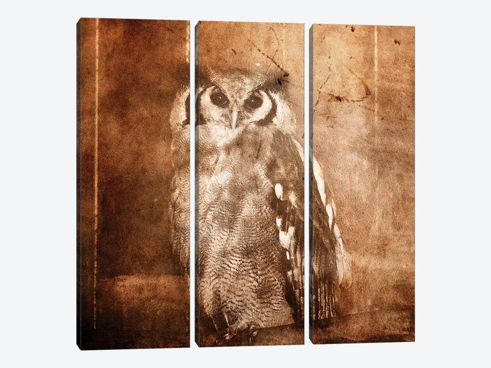 Owl by Linnea Frank 3-piece Canvas Art