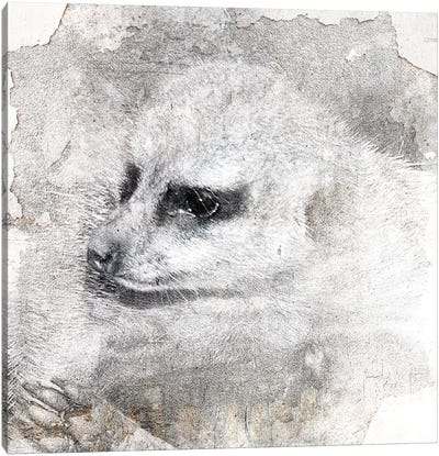 Timon Canvas Art Print - Ferrets