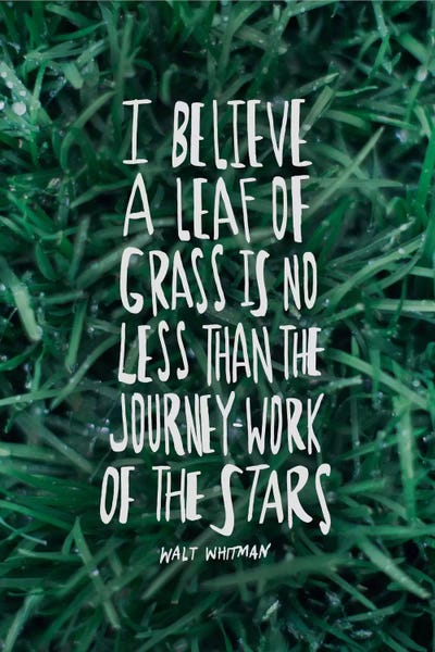 Exploration: Leaf Of Grass by Leah Flores