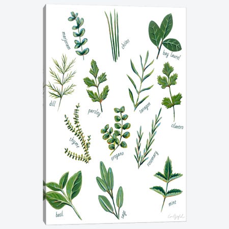Herbs Canvas Print #LGF110} by Laurel Greenfield Canvas Art