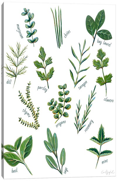 Herbs Canvas Art Print - Laurel Greenfield